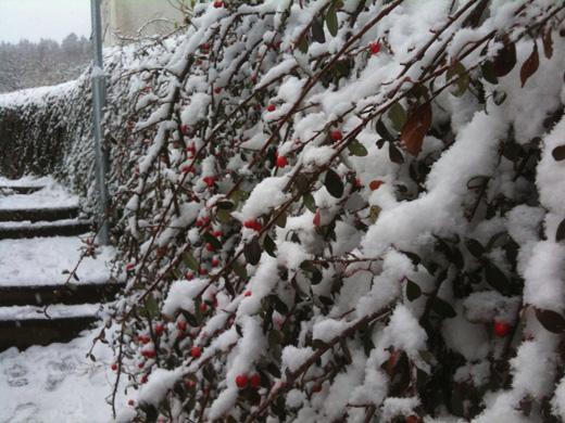 Rote Beeren im verschneiten Busch