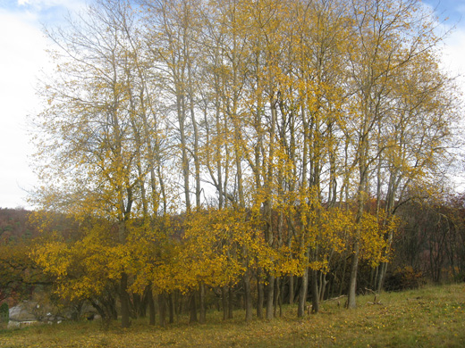 Schlanke Bäume mit gelben Blättern